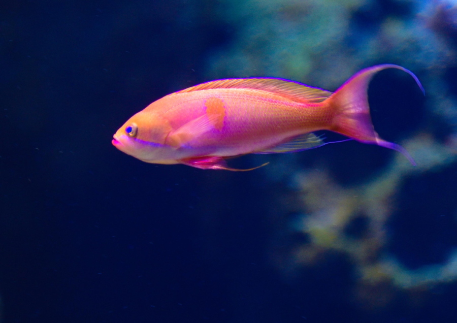 _DSC0846rr
