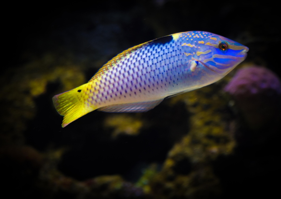 _DSC0849rr