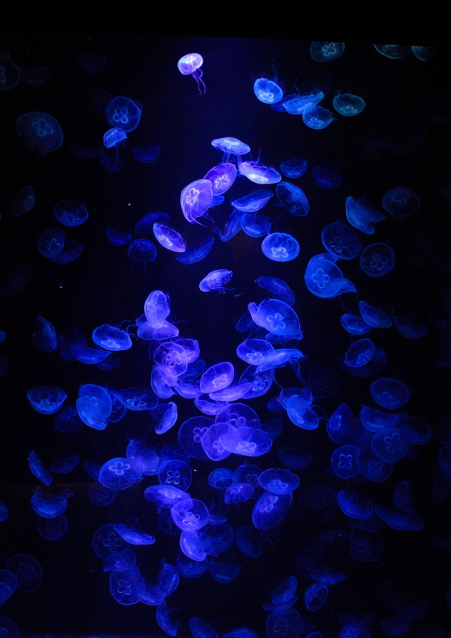 _DSC0945rr