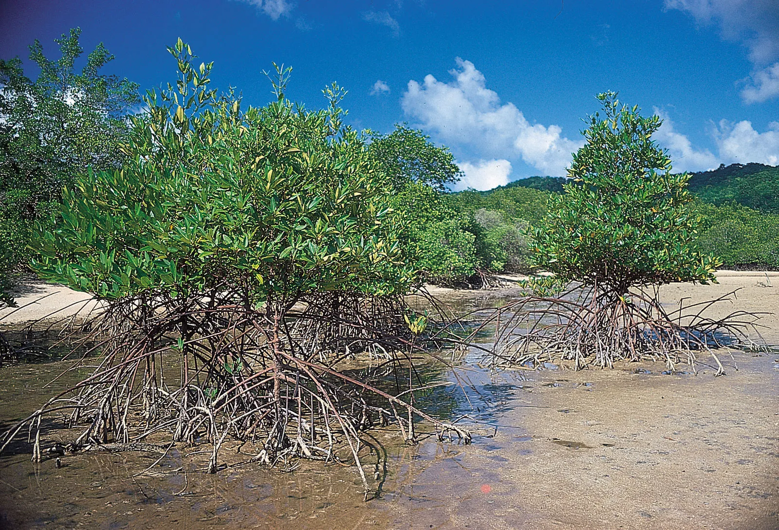 Mangroves