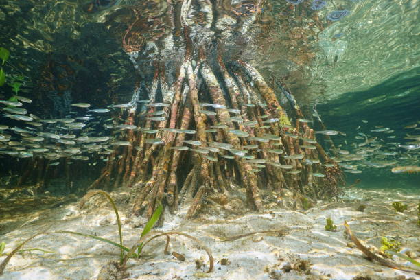 Underwater ecosystem, shoal of juvenile fish swimming near mangrove roots, Caribbean sea, Belize