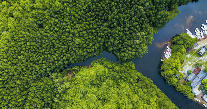 forest