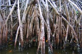 roots