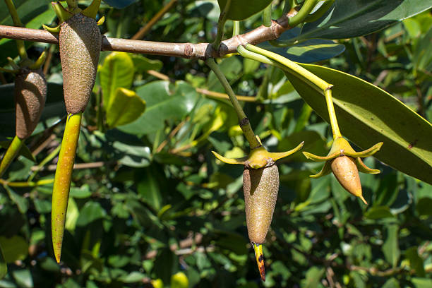 Closeup propagules at various stages hanging on branch of Rhizophora mangle red mangrove in natural lighting